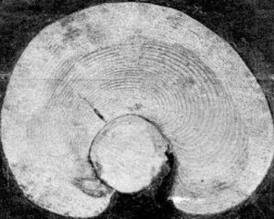 Ускоренный рост лиственницы после 1908 г., когда дерево испытало лучистый ожог. Годовой слой 1908 г. выглядит темным. Дерево спилено в 1958 г.